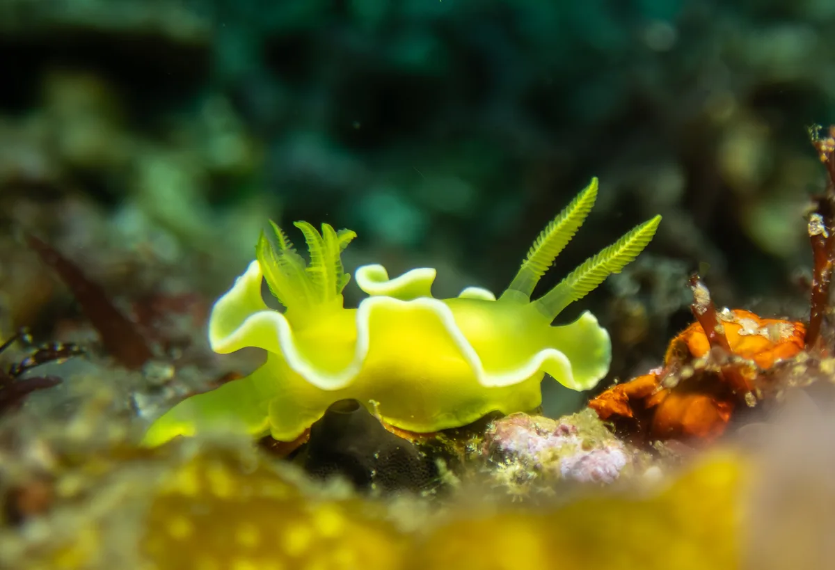 Diversidoris crocea - Pintuyan Philippines