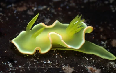Diversidoris crocea