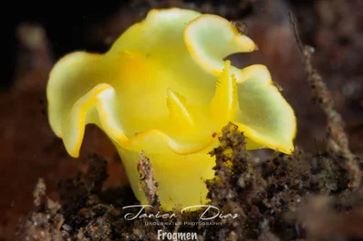 Diversidoris crocea. Tulamben. Bali.