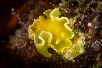 Diversidoris crocea nudibranch