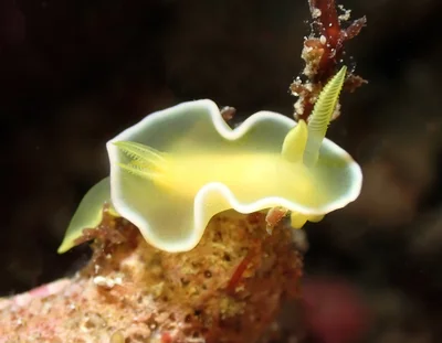 Diversidoris crocea