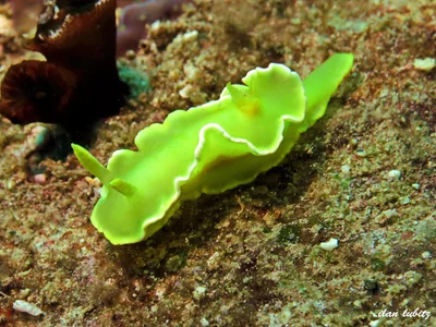 Diversidoris crocea