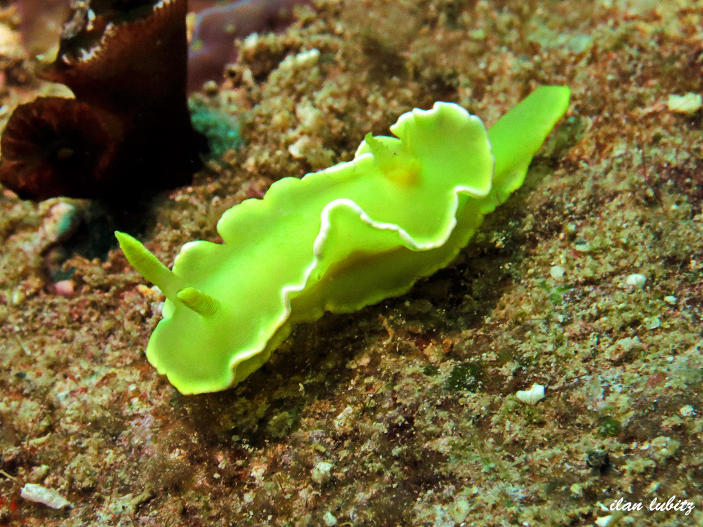 Diversidoris crocea