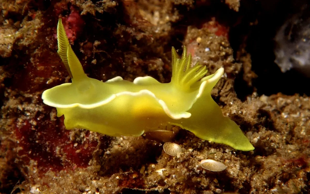 Diversidoris crocea