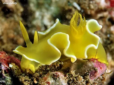 Diversidoris crocea (8)