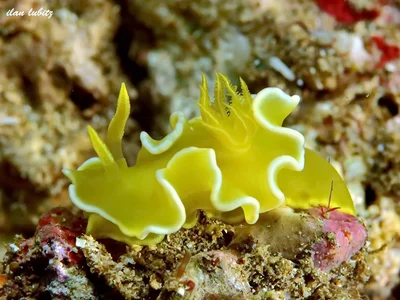 Diversidoris crocea (3)