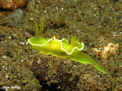 Diversidoris crocea (4)