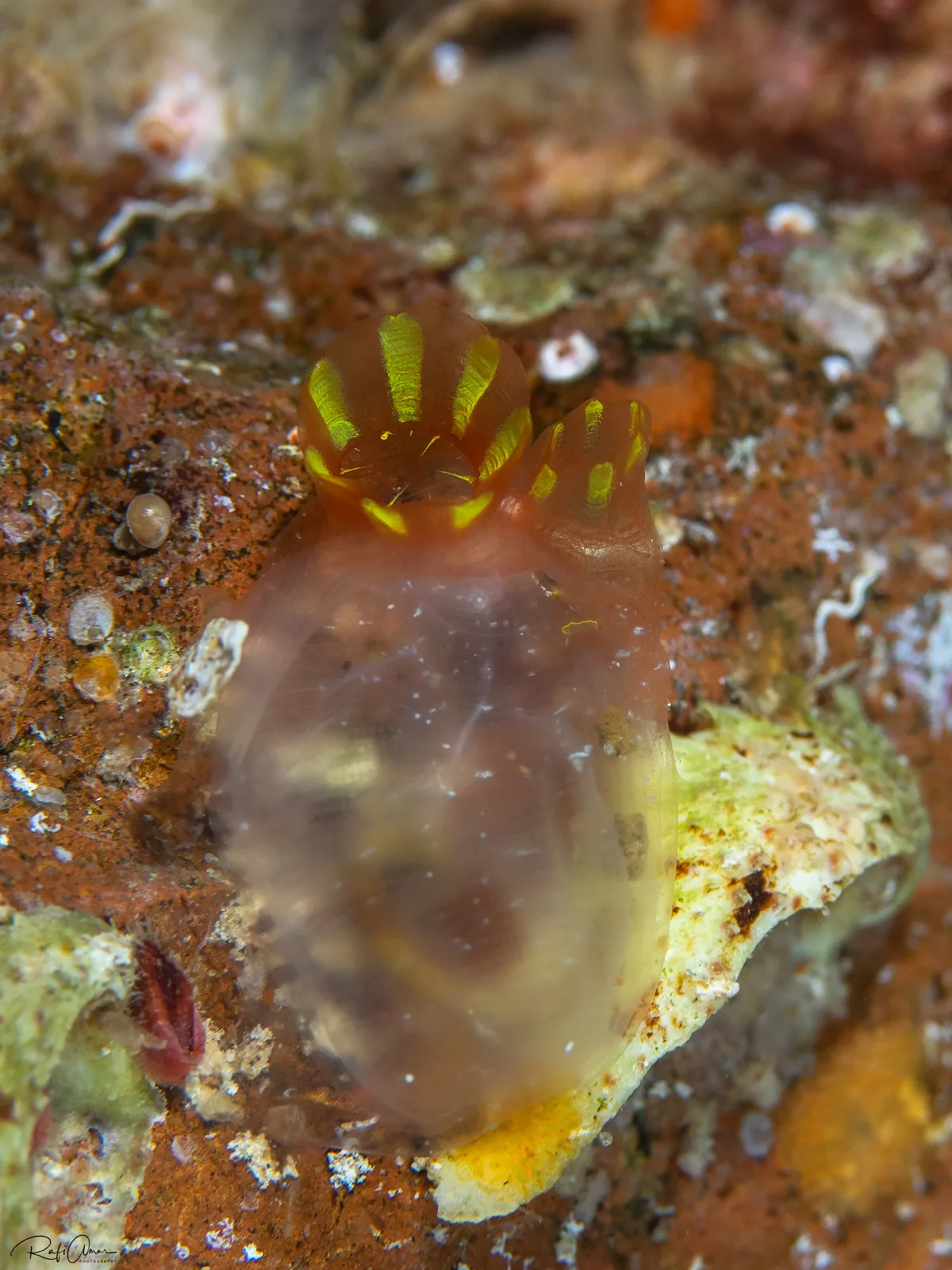 Rhodosoma turcicum - אילת, ישראל