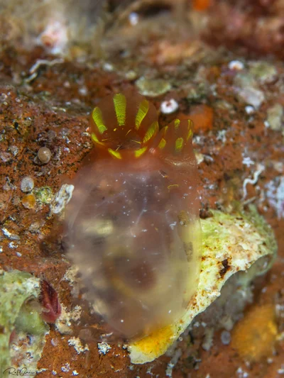 Rhodosoma turcicum - אילת, ישראל