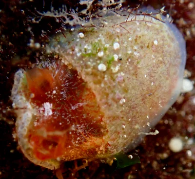 Rhodosoma turcicum -  Burleigh Heads Rock Pools QLD, Australia