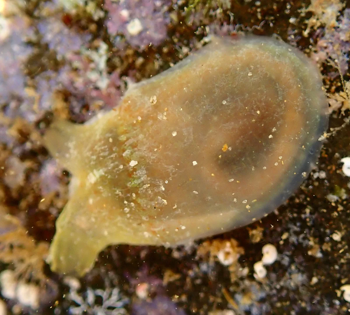 Rhodosoma turcicum - Burleigh Heads Rock Pools QLD, Australia