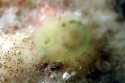 Rhodosoma turcicum - Onkaparinga - North Coast, South Australia, Australia