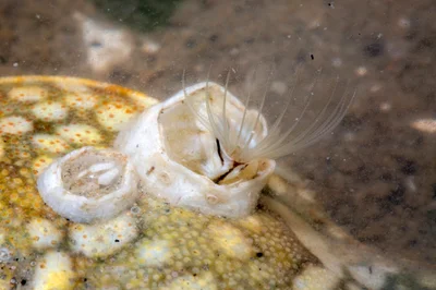_Z2A0181 turtle barnacle