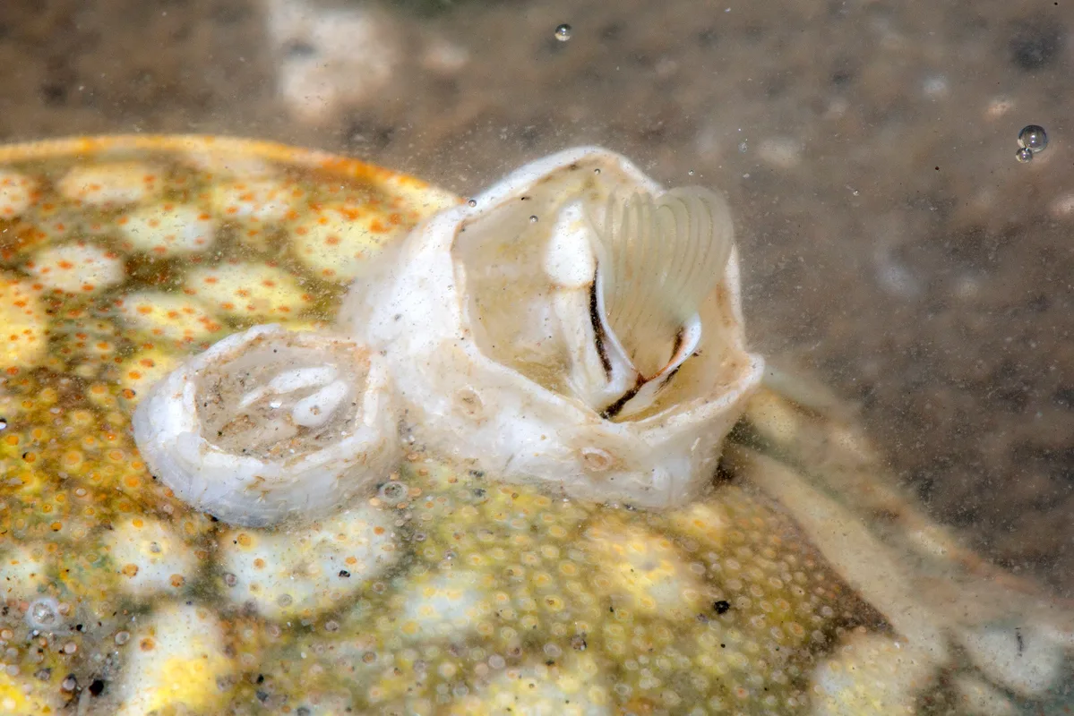 _Z2A0180 turtle barnacles
