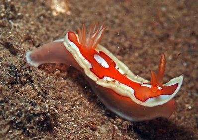 Mexichromis pusilla