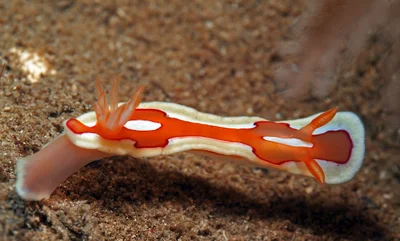 Mexichromis pusilla