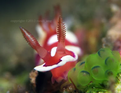 Mexichromis pusilla