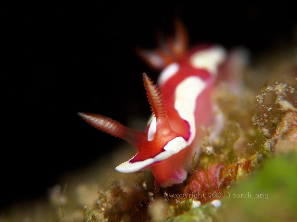 Mexichromis pusilla