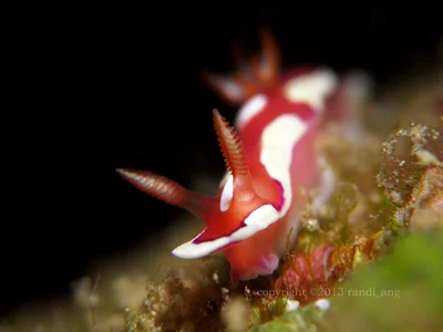 Mexichromis pusilla