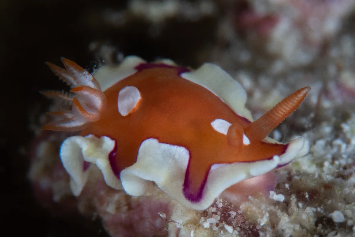 Mexichromis pusilla