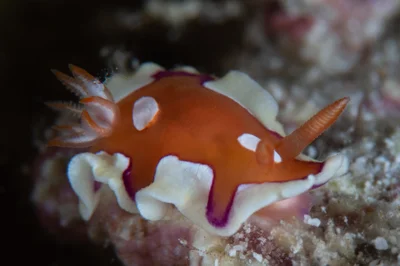 Mexichromis pusilla