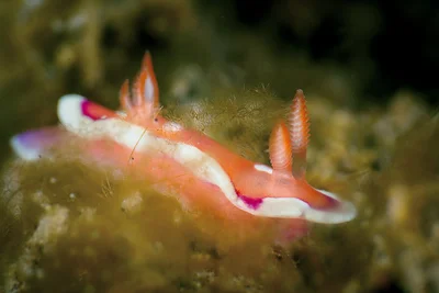 Pink Mexichromis Pusilla