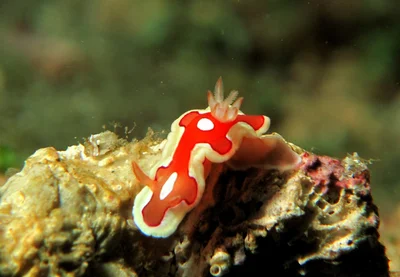Mexichromis pusilla
