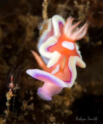 Mexichromis pusilla