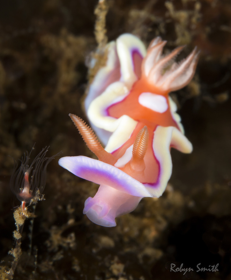 Mexichromis pusilla