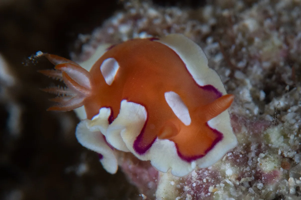 Mexichromis pusilla