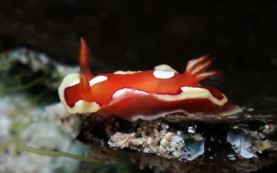 Mexichromis pusilla