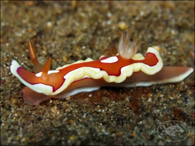 Nudibranch (Mexichromis pusilla)