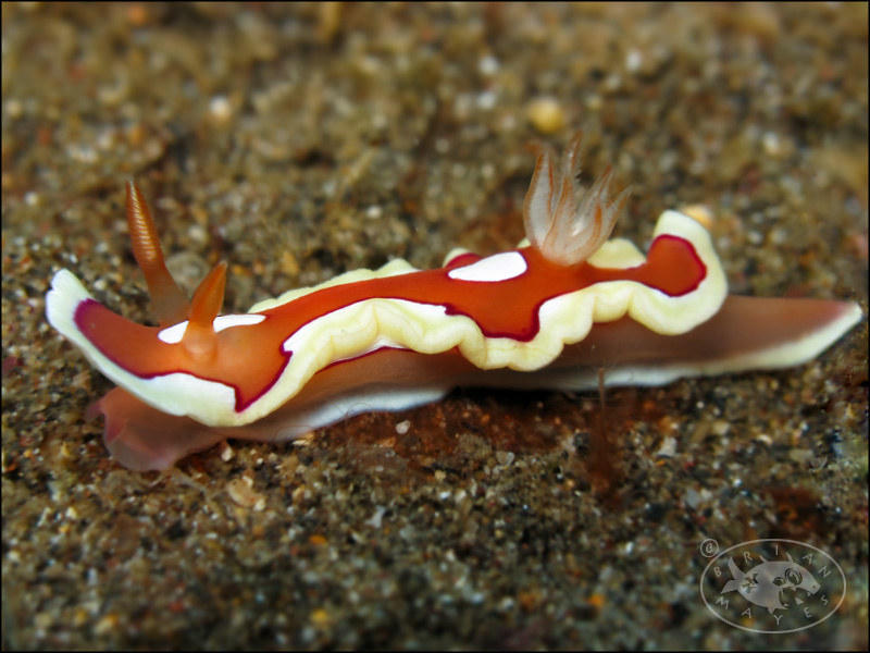 Nudibranch (Mexichromis pusilla)