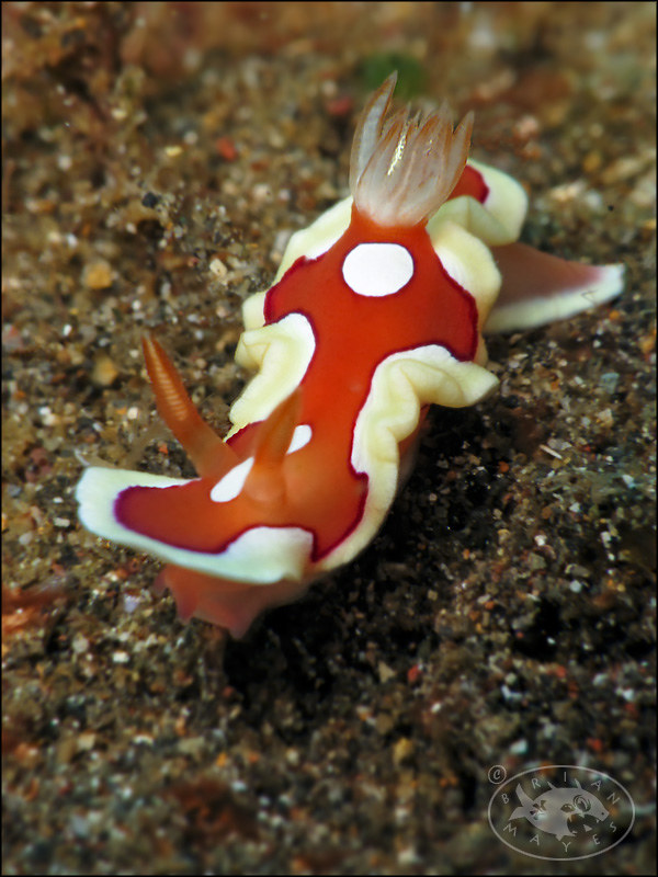 Nudibranch (Mexichromis pusilla)