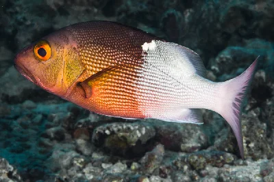 Twinspot Snapper - juvenile