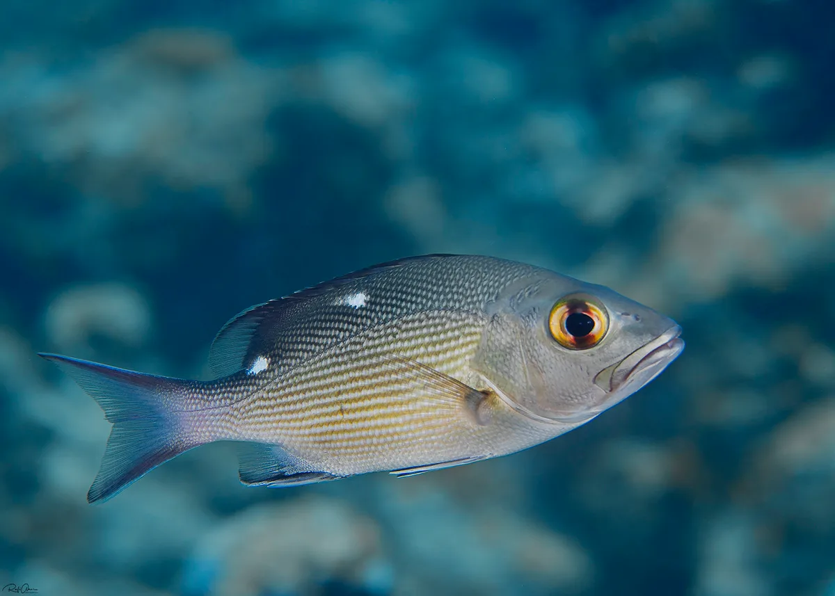 Two-spot Red Snapper - Lutjanus bohar