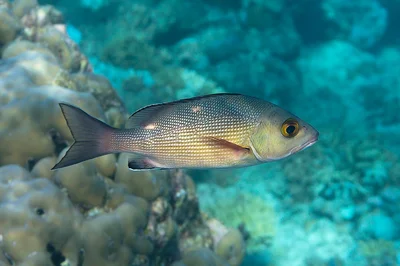 Lutjanus bohar