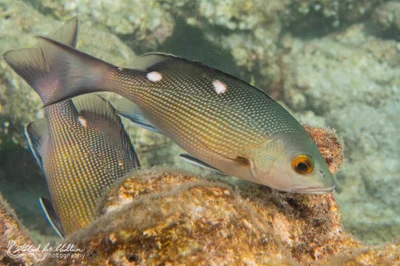 Lutjanus bohar (Two-spot Red Snapper)