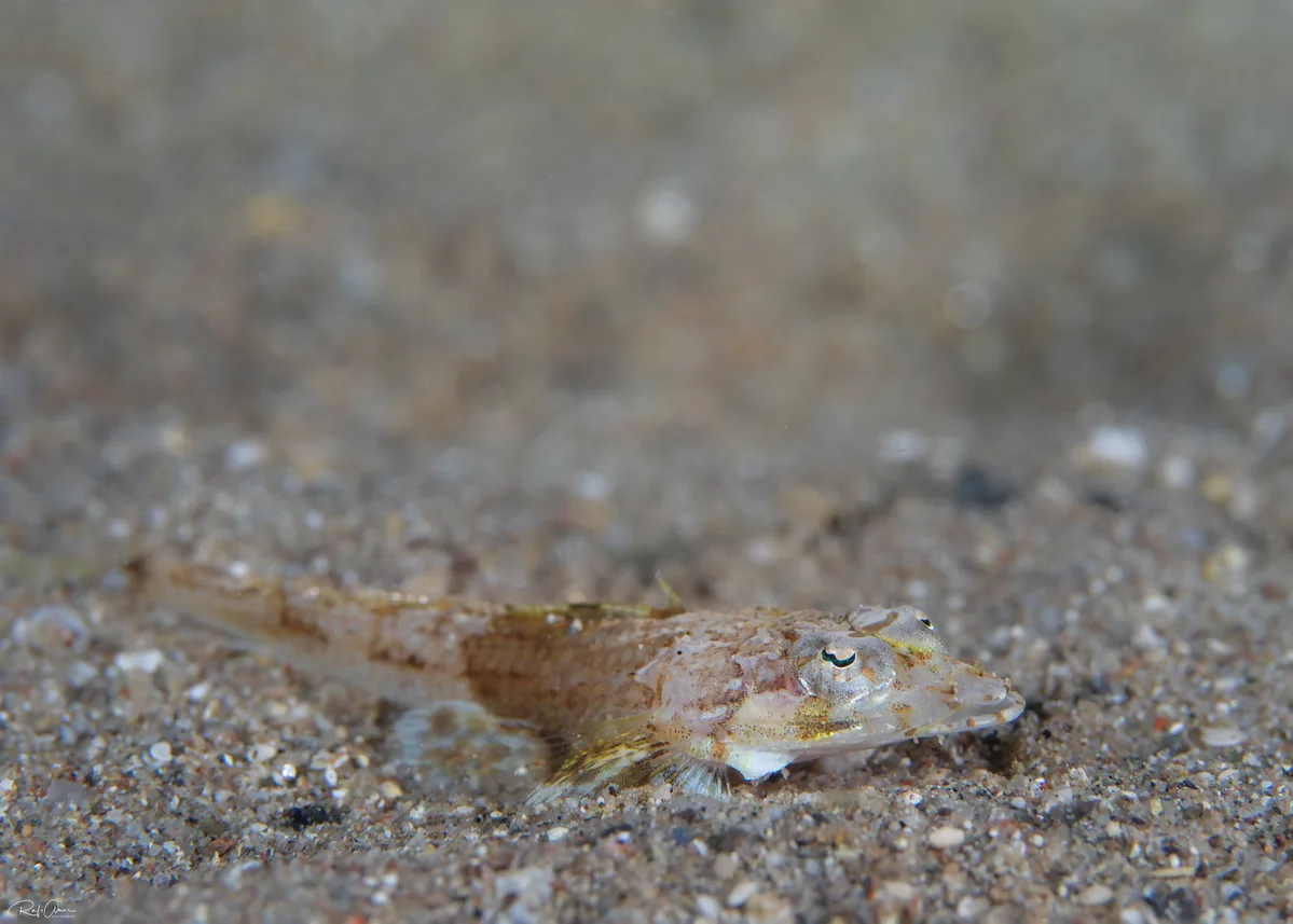 Onigocia bimaculata - אילת, ישראל