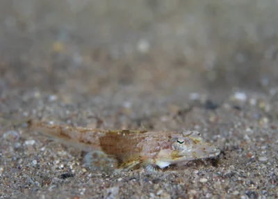 Onigocia bimaculata - אילת, ישראל