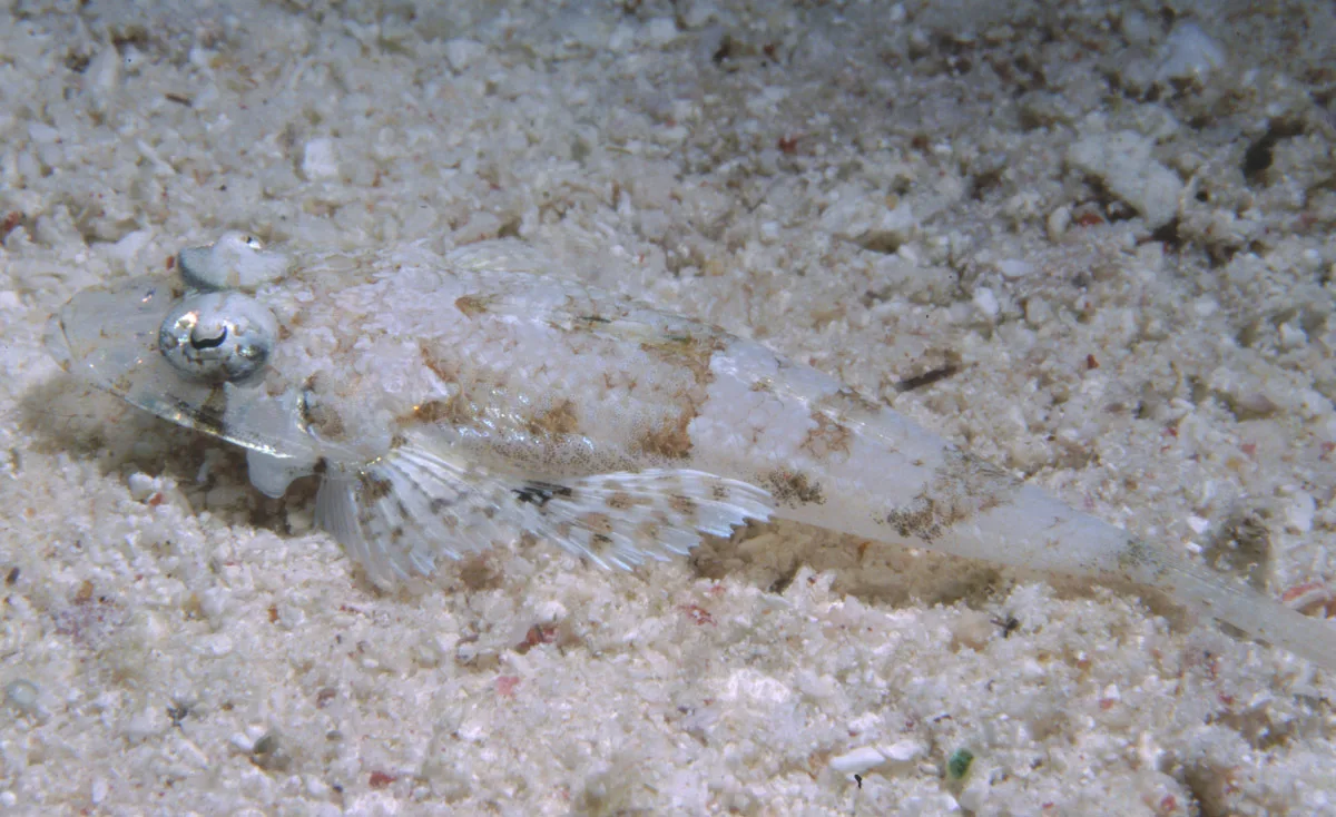 Onigocia bimaculata - "Mantis Reef, Great Barrier Reef, Australia"