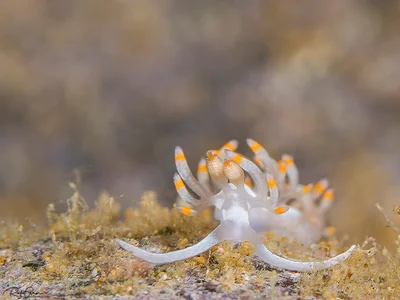 Samla bicolor - Samla bicolor