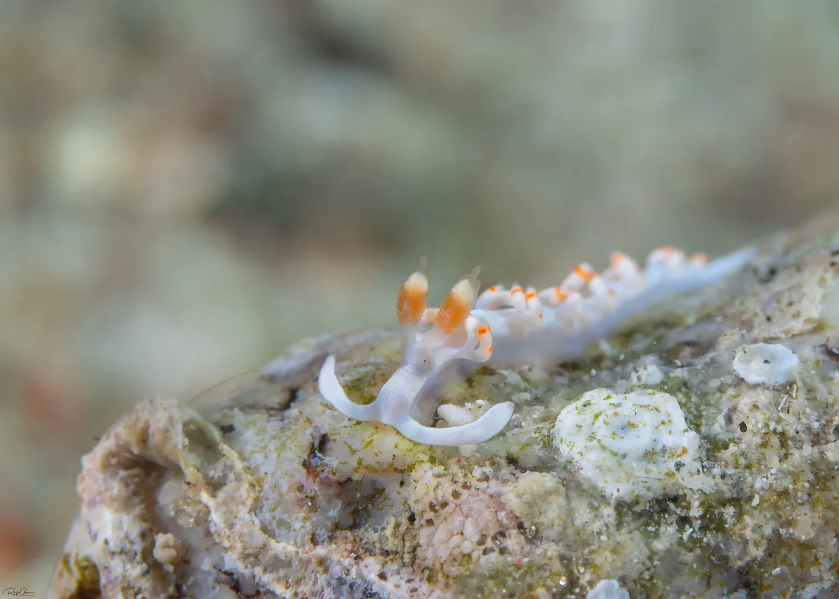 Samla bicolor