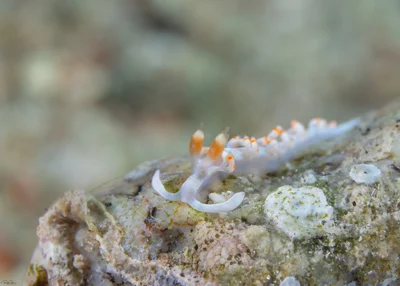 Samla bicolor