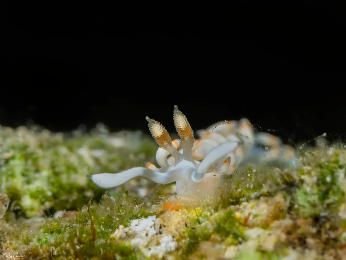 Samla bicolor - Samla bicolor