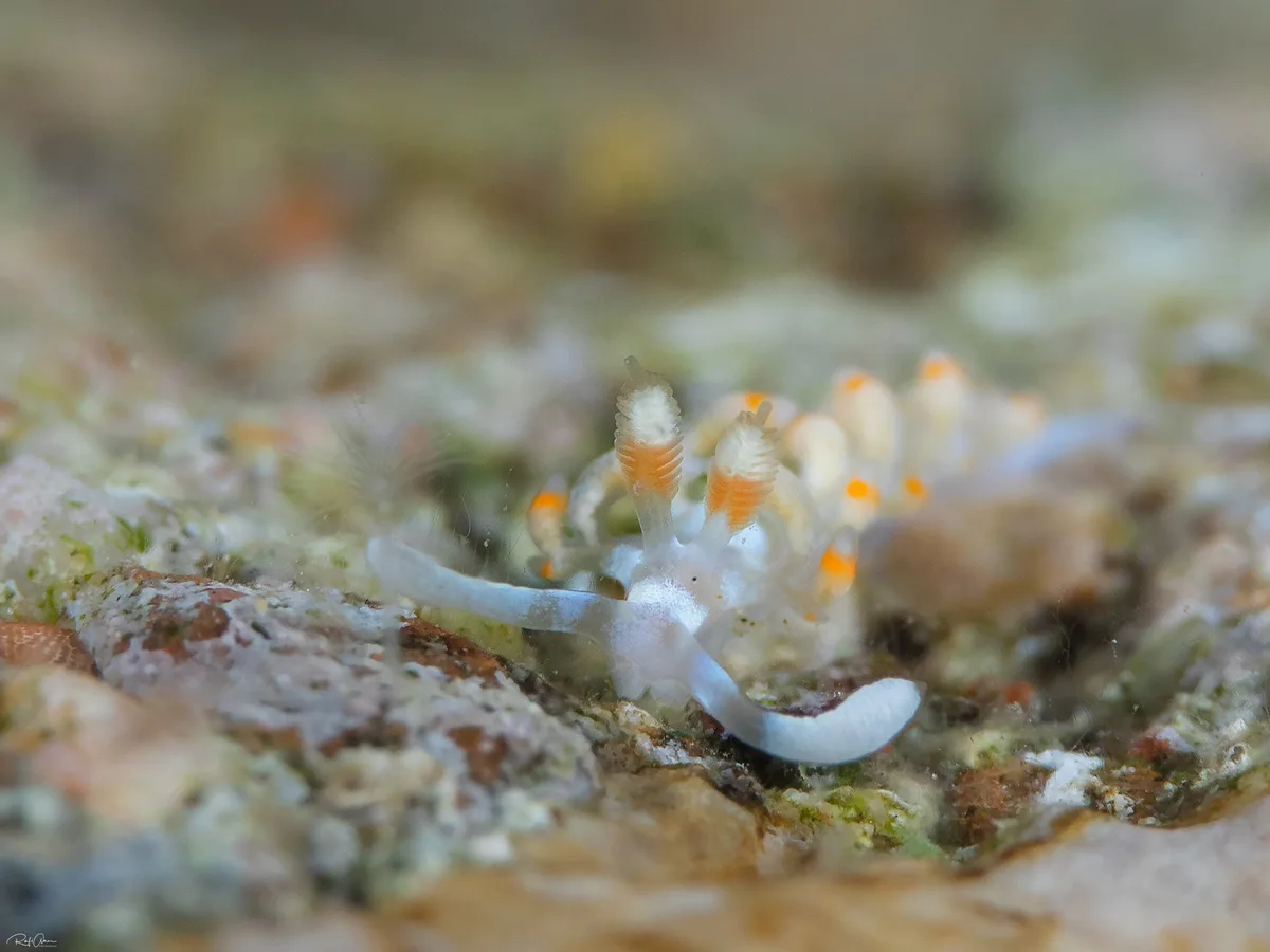Samla bicolor