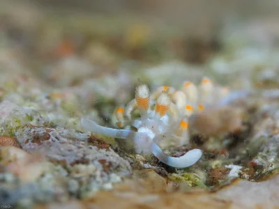 Samla bicolor