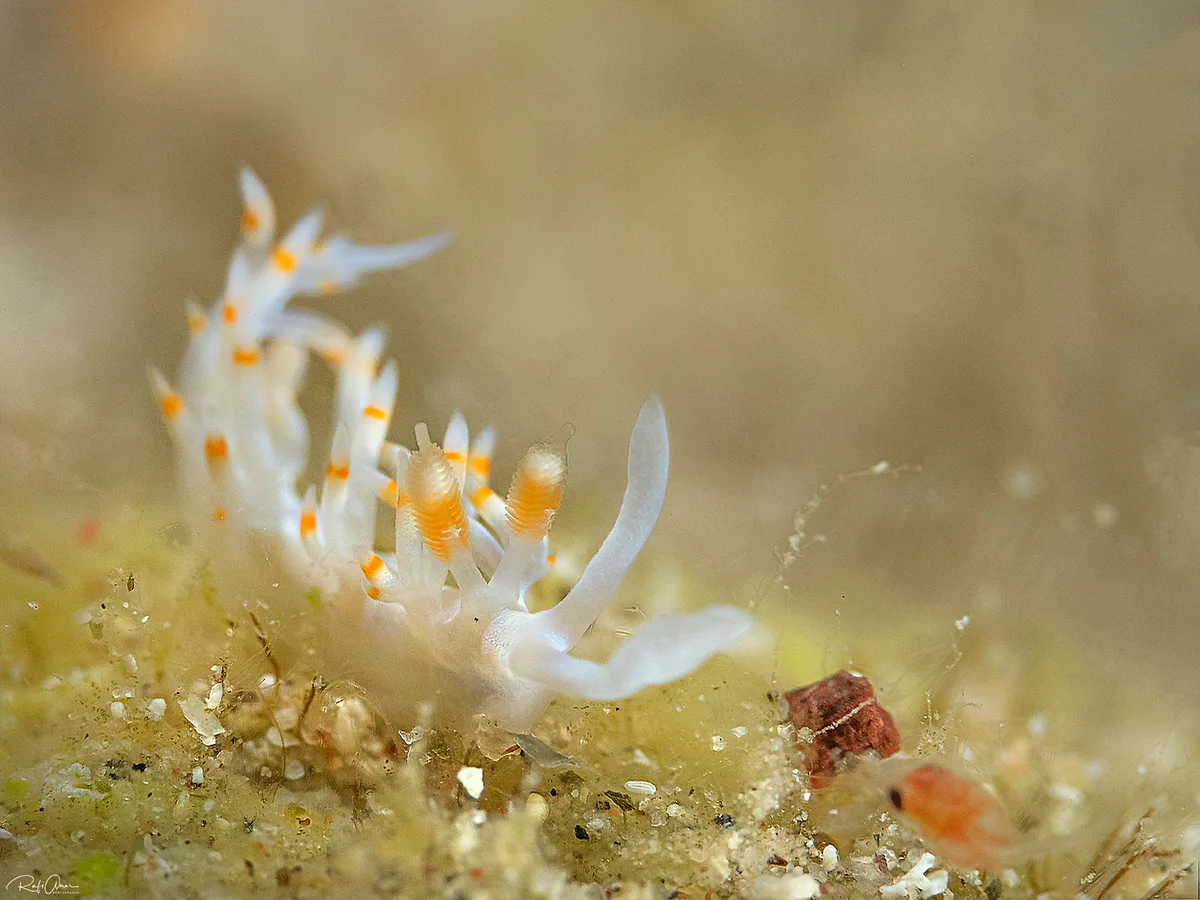 Samla bicolor - Samla bicolor
