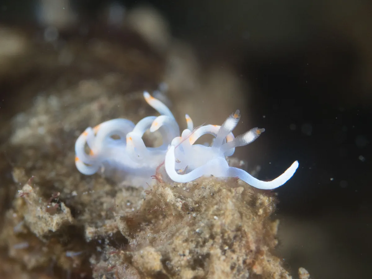 Samla bicolor