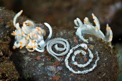 Samla Bicolor laying eggs